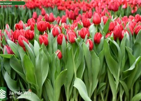 Tulipa Hotspot ® (2)